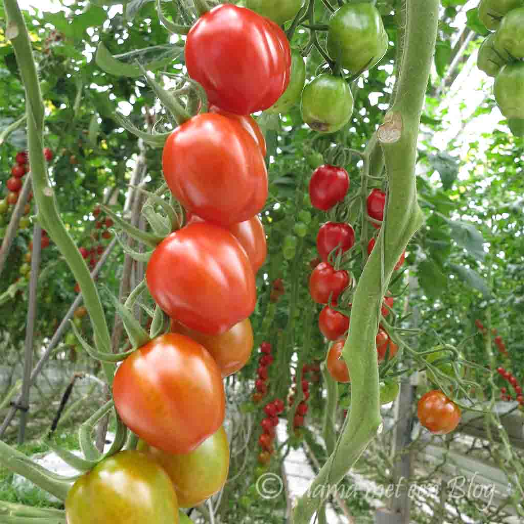 tommie tomaatjes mamameteenblog.nl