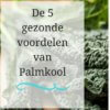 5 gezonde voordelen van palmkool mamameteenblog.nl
