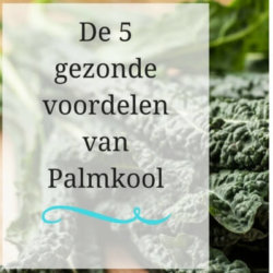 5 gezonde voordelen van palmkool mamameteenblog.nl