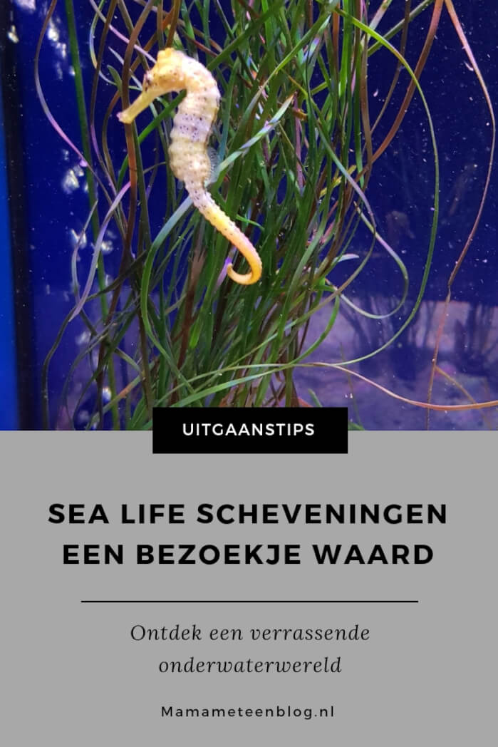 Sea Life Scheveningen uitgaanstips mamameteenblog.nl