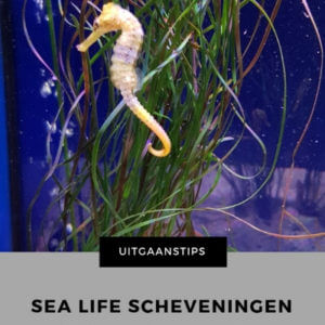 Uitgaanstip Sea life scheveningen mamameteenblog.nl