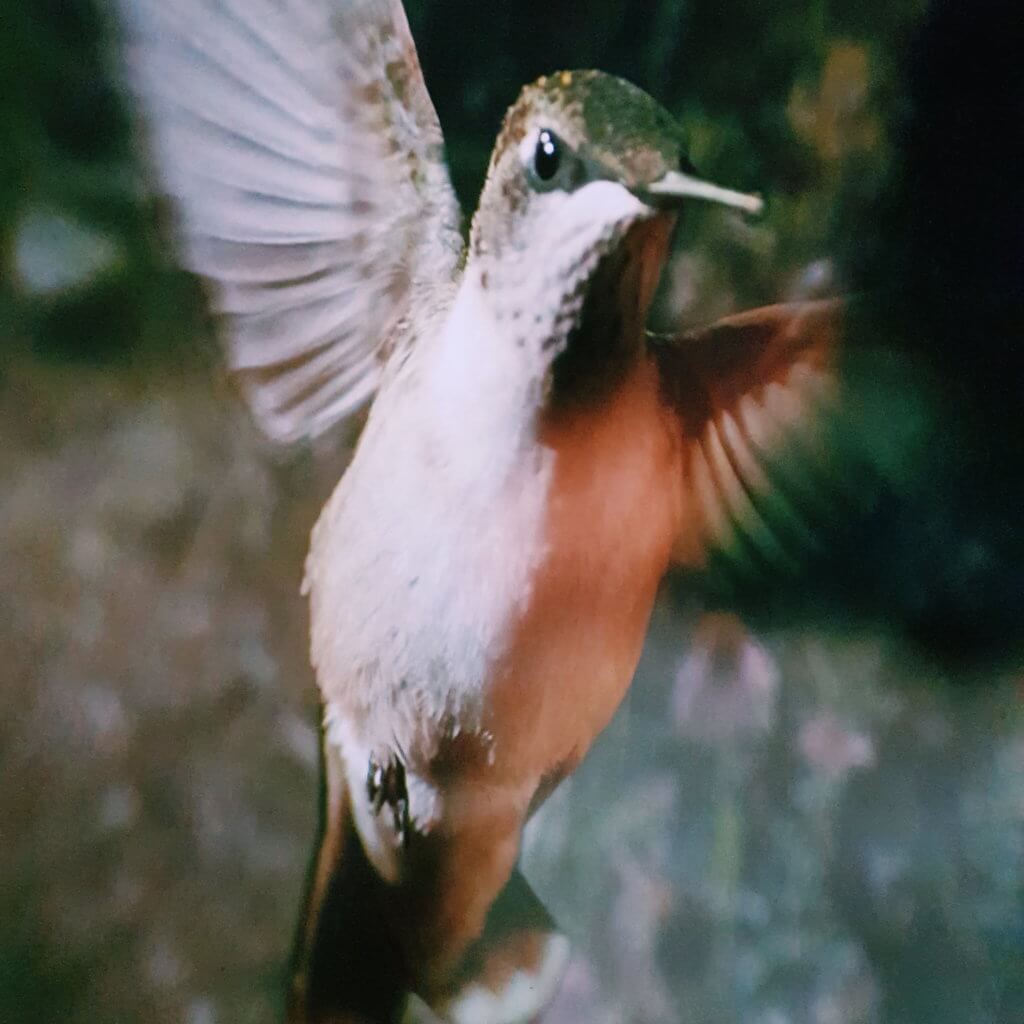 backyard wilderness kolibri Mamameteenblog