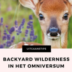 BACKYARD WILDERNESS MAMAMETEENBLOG.NL