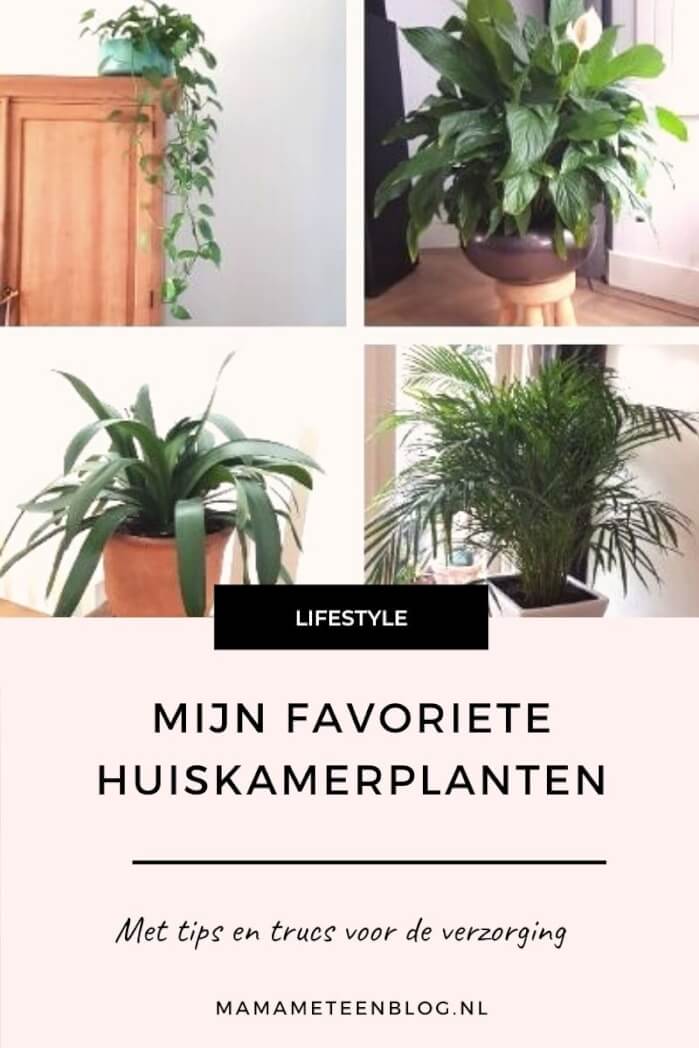 mijn favoriete huiskamerplanten mamameteenblog.nl
