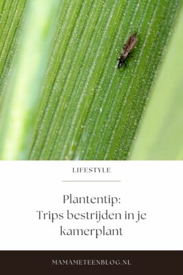 Trips bestrijden in je kamerplant: zo kom je er vanaf mamameteenblog.nl